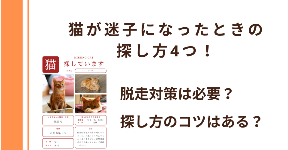 猫が迷子になったときの探し方